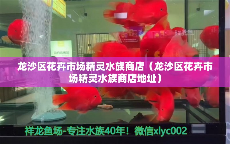 龙沙区花卉市场精灵水族商店（龙沙区花卉市场精灵水族商店地址） 全国水族馆企业名录