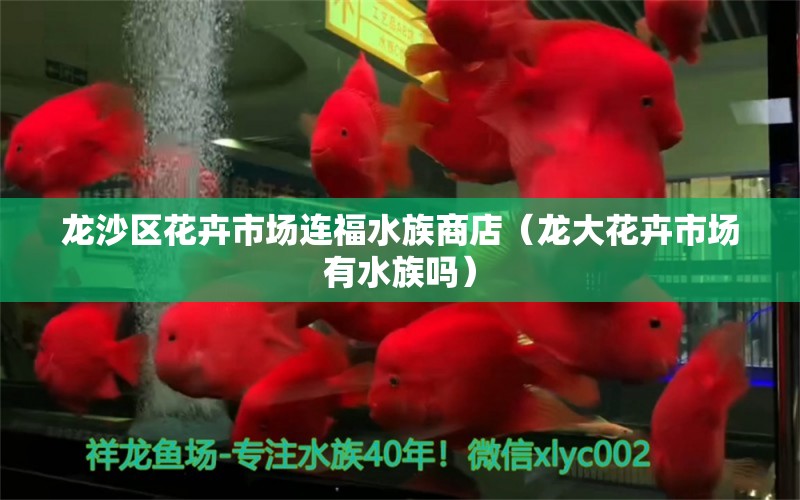 龙沙区花卉市场连福水族商店（龙大花卉市场有水族吗）