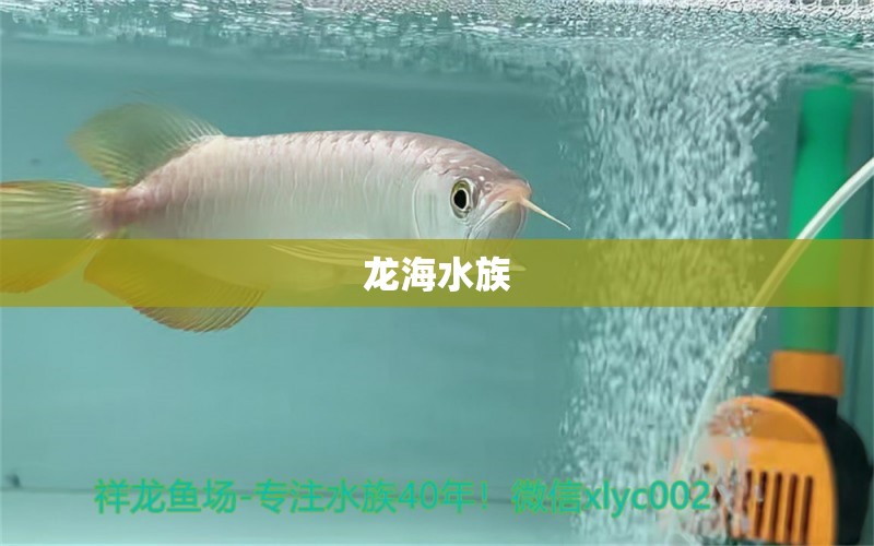 龙海水族