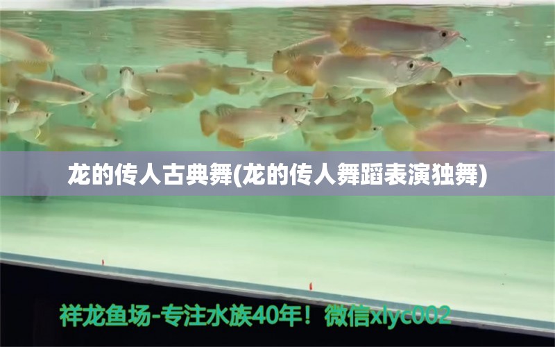 龙的传人古典舞(龙的传人舞蹈表演独舞) 鹦鹉鱼