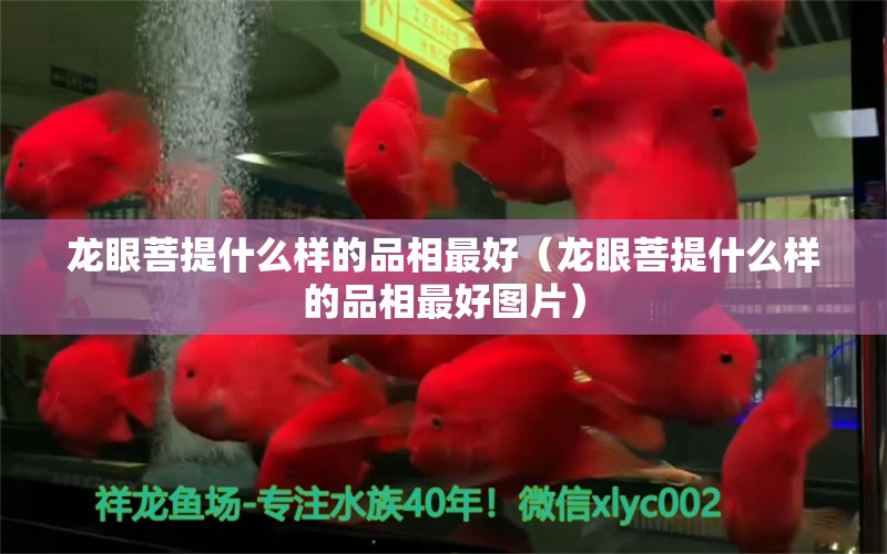 龙眼菩提什么样的品相最好（龙眼菩提什么样的品相最好图片）