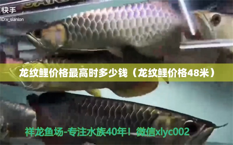 龙纹鲤价格最高时多少钱（龙纹鲤价格48米） 黄金斑马鱼