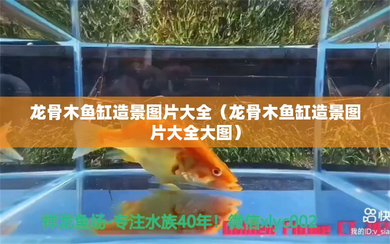 龙骨木鱼缸造景图片大全（龙骨木鱼缸造景图片大全大图）