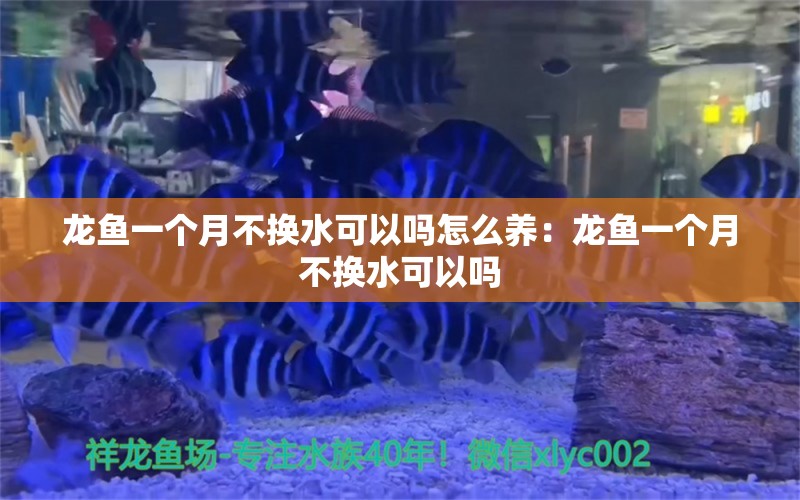 龙鱼一个月不换水可以吗怎么养：龙鱼一个月不换水可以吗 龙鱼百科 第2张