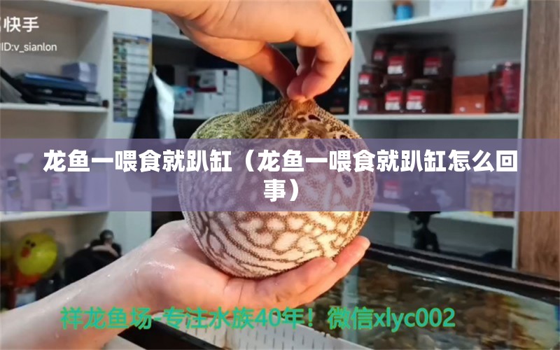 龙鱼一喂食就趴缸（龙鱼一喂食就趴缸怎么回事） 祥龙水族医院