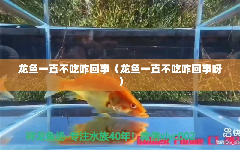 龙鱼一直不吃咋回事（龙鱼一直不吃咋回事呀）