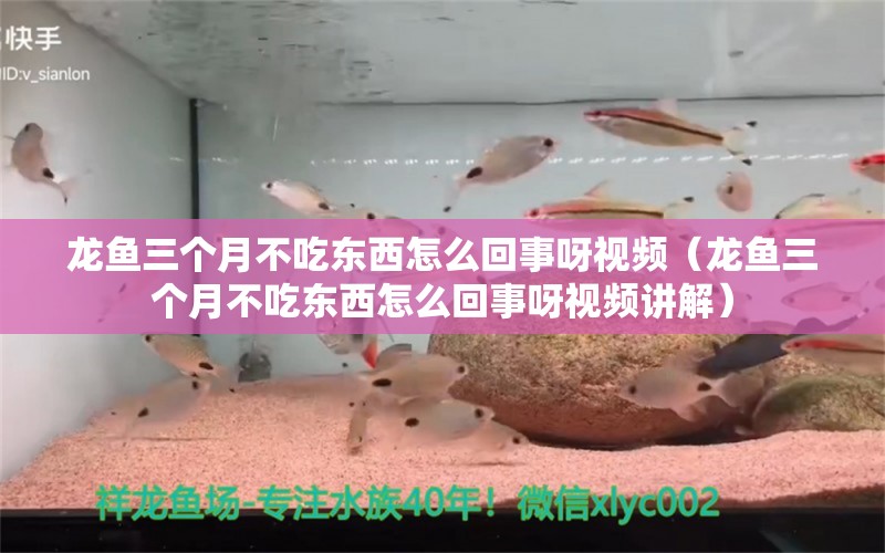 龙鱼三个月不吃东西怎么回事呀视频（龙鱼三个月不吃东西怎么回事呀视频讲解） 广州龙鱼批发市场