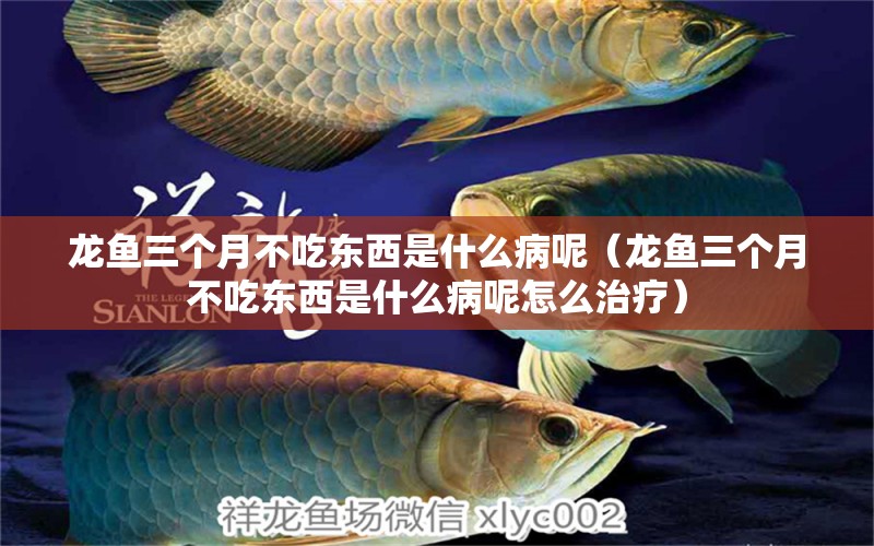 龙鱼三个月不吃东西是什么病呢（龙鱼三个月不吃东西是什么病呢怎么治疗）