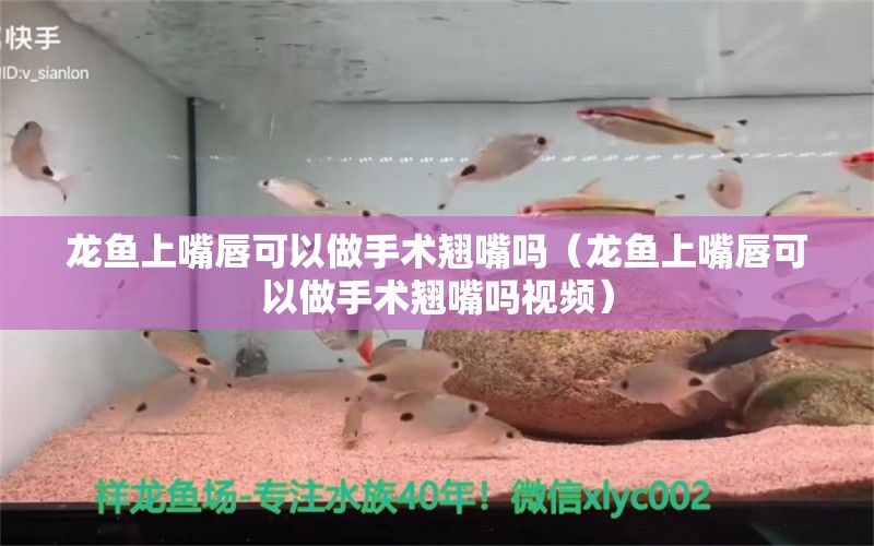 龙鱼上嘴唇可以做手术翘嘴吗（龙鱼上嘴唇可以做手术翘嘴吗视频）