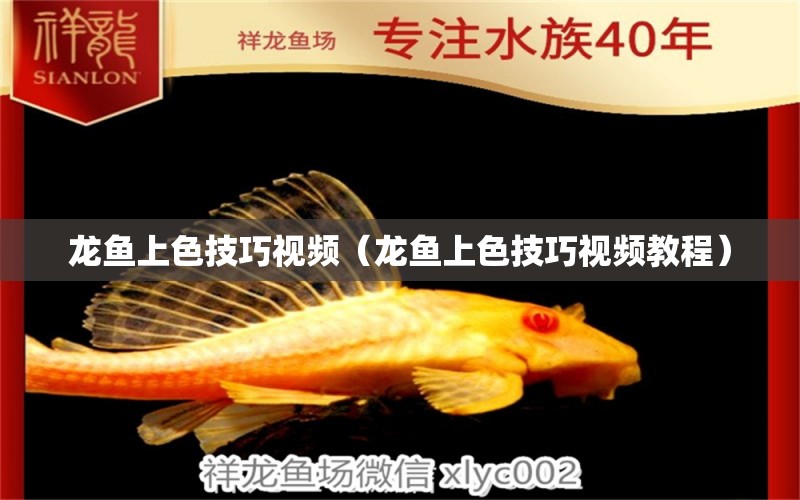 龙鱼上色技巧视频（龙鱼上色技巧视频教程） 广州龙鱼批发市场