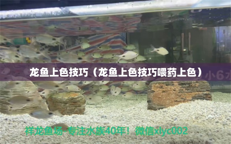 龙鱼上色技巧（龙鱼上色技巧喂药上色） 广州龙鱼批发市场
