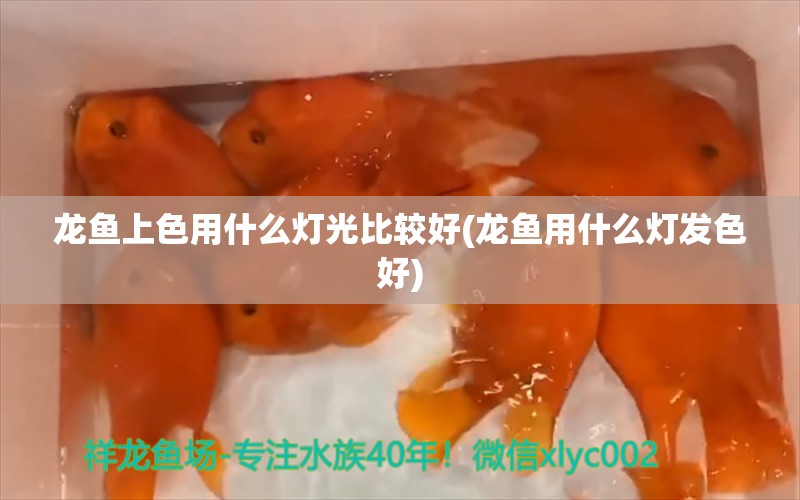 龙鱼上色用什么灯光比较好(龙鱼用什么灯发色好)