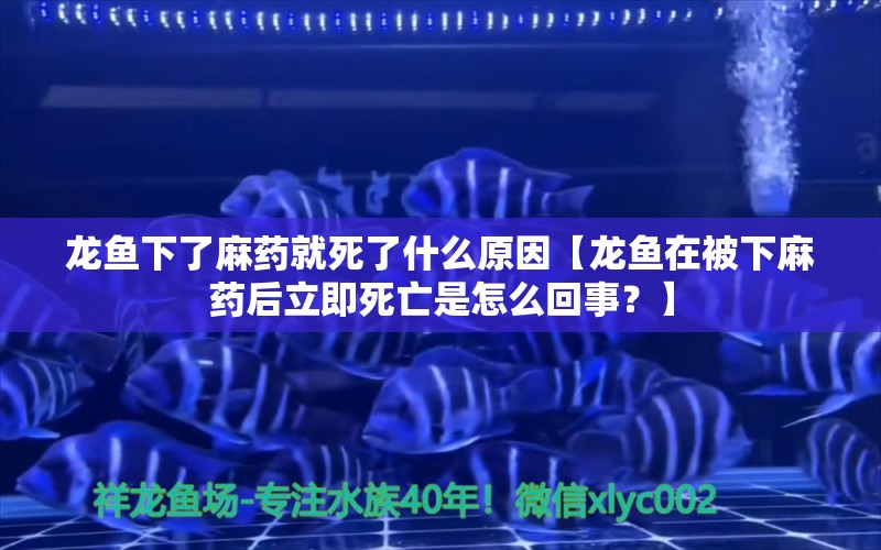 龙鱼下了麻药就死了什么原因【龙鱼在被下麻药后立即死亡是怎么回事？】 水族问答 第2张