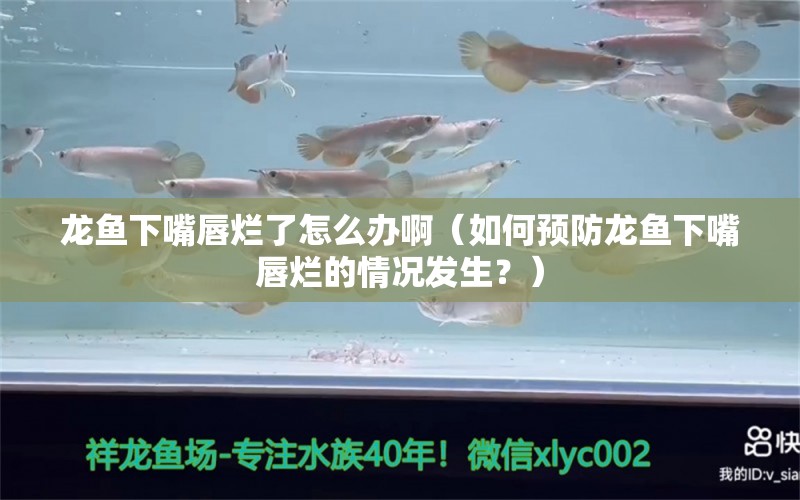 龙鱼下嘴唇烂了怎么办啊（如何预防龙鱼下嘴唇烂的情况发生？） 水族问答 第1张