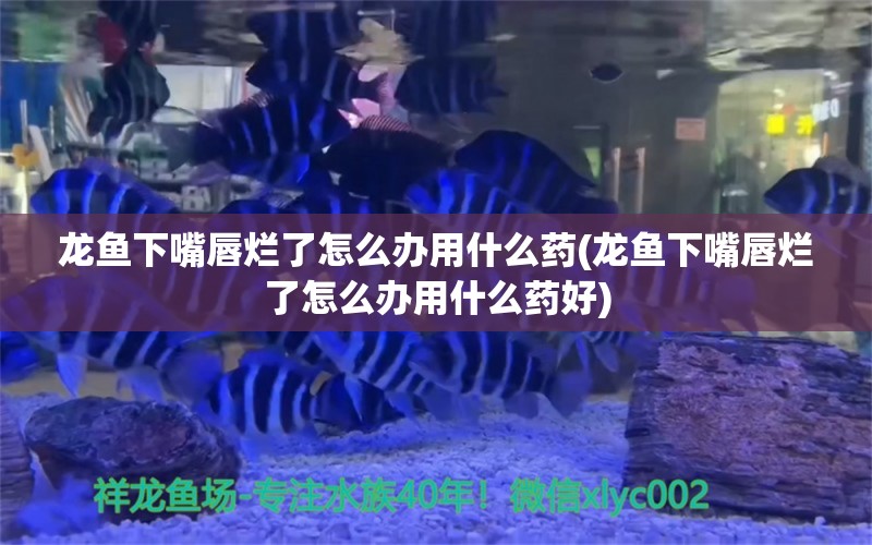 龙鱼下嘴唇烂了怎么办用什么药(龙鱼下嘴唇烂了怎么办用什么药好) 祥龙水族滤材/器材