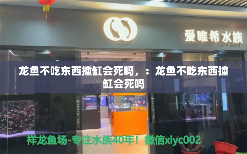 龙鱼不吃东西撞缸会死吗，：龙鱼不吃东西撞缸会死吗