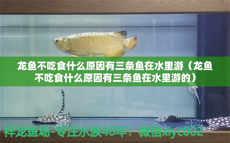 龙鱼不吃食什么原因有三条鱼在水里游（龙鱼不吃食什么原因有三条鱼在水里游的）