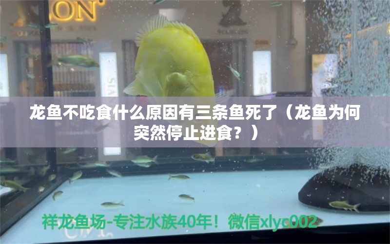 龙鱼不吃食什么原因有三条鱼死了（龙鱼为何突然停止进食？） 水族问答 第2张