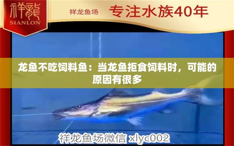 龙鱼不吃饲料鱼：当龙鱼拒食饲料时，可能的原因有很多 龙鱼百科 第2张