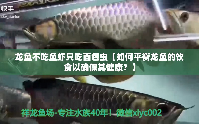 龙鱼不吃鱼虾只吃面包虫【如何平衡龙鱼的饮食以确保其健康？】