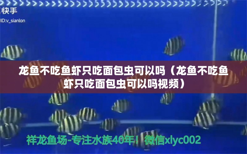 龙鱼不吃鱼虾只吃面包虫可以吗（龙鱼不吃鱼虾只吃面包虫可以吗视频） 祥龙水族医院