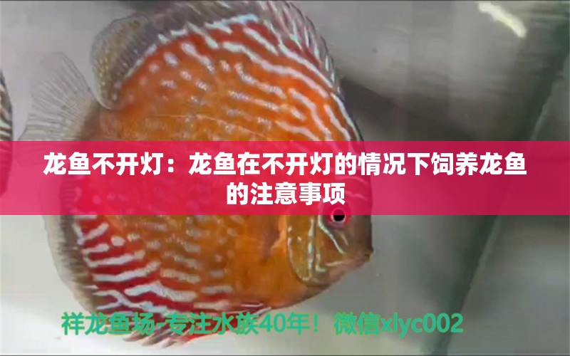 龙鱼不开灯：龙鱼在不开灯的情况下饲养龙鱼的注意事项