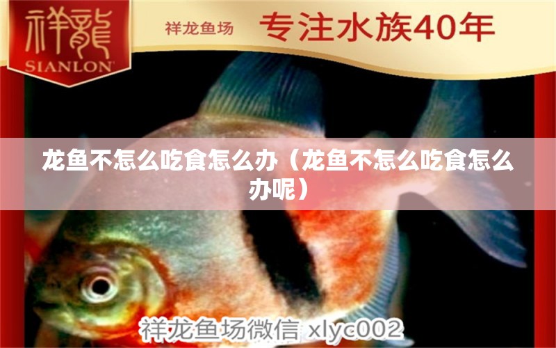 龙鱼不怎么吃食怎么办（龙鱼不怎么吃食怎么办呢） 祥龙水族医院