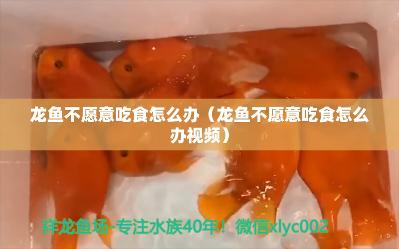 龙鱼不愿意吃食怎么办（龙鱼不愿意吃食怎么办视频）