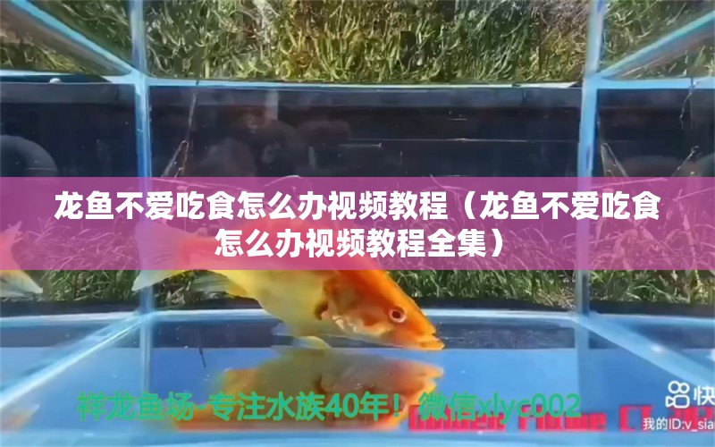 龙鱼不爱吃食怎么办视频教程（龙鱼不爱吃食怎么办视频教程全集）