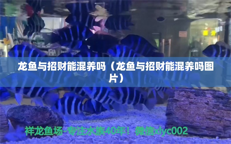 龙鱼与招财能混养吗（龙鱼与招财能混养吗图片） 广州龙鱼批发市场