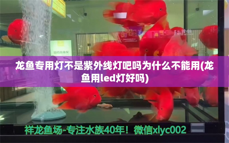 龙鱼专用灯不是紫外线灯吧吗为什么不能用(龙鱼用led灯好吗)