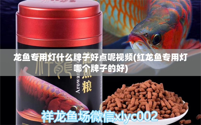 龙鱼专用灯什么牌子好点呢视频(红龙鱼专用灯哪个牌子的好) 苏虎苗（苏门答腊虎鱼苗） 第2张