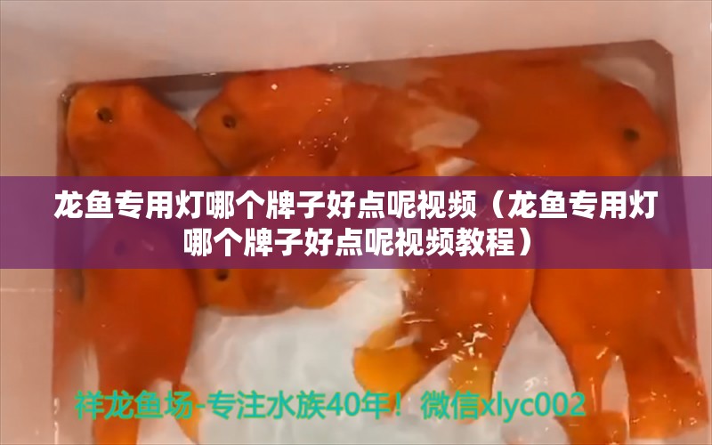 龙鱼专用灯哪个牌子好点呢视频（龙鱼专用灯哪个牌子好点呢视频教程）