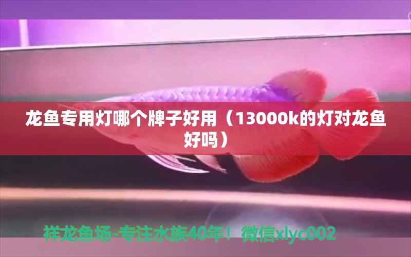 龙鱼专用灯哪个牌子好用（13000k的灯对龙鱼好吗）