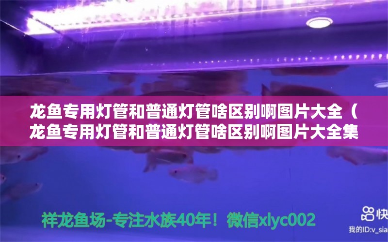 龙鱼专用灯管和普通灯管啥区别啊图片大全（龙鱼专用灯管和普通灯管啥区别啊图片大全集）