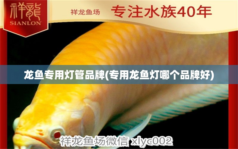 龙鱼专用灯管品牌(专用龙鱼灯哪个品牌好) 广州水族器材滤材批发市场