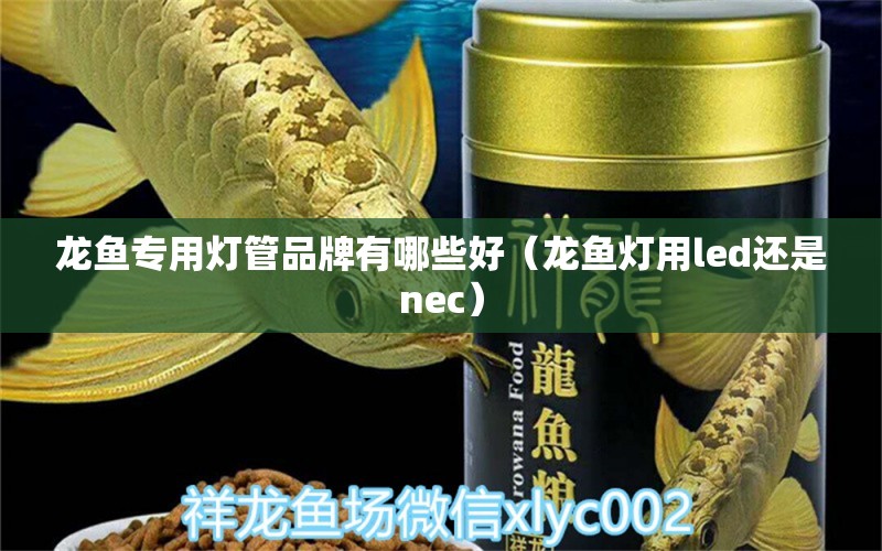 龙鱼专用灯管品牌有哪些好（龙鱼灯用led还是nec）