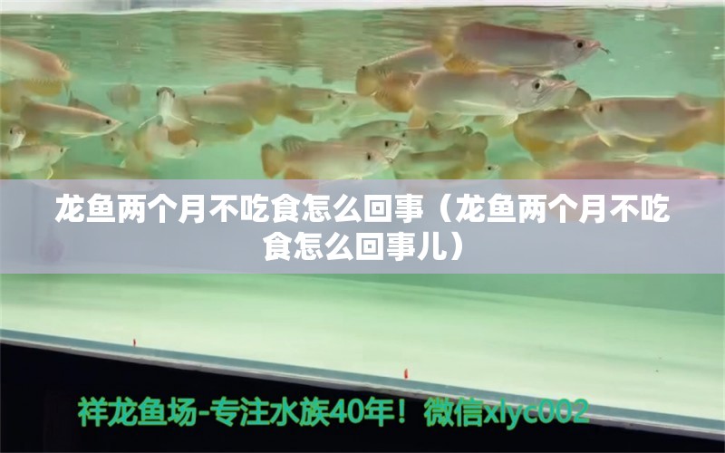 龙鱼两个月不吃食怎么回事（龙鱼两个月不吃食怎么回事儿）