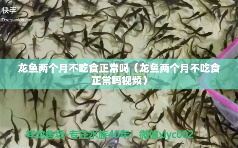 龙鱼两个月不吃食正常吗（龙鱼两个月不吃食正常吗视频） 广州龙鱼批发市场