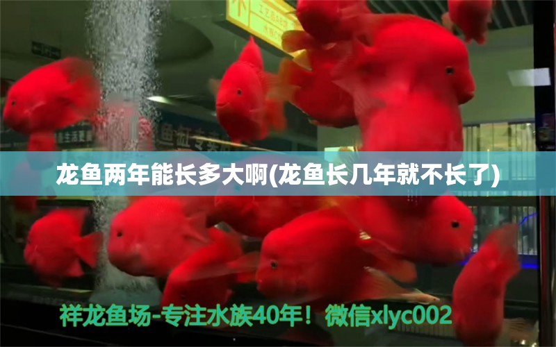 龙鱼两年能长多大啊(龙鱼长几年就不长了) 水族用品