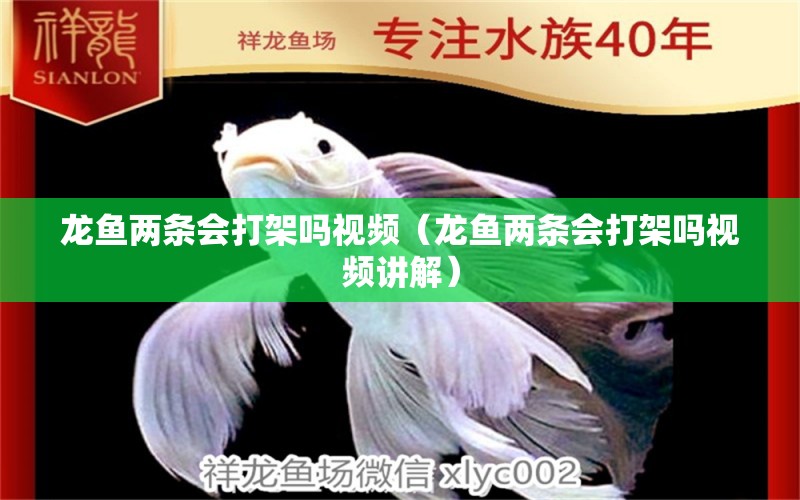 龙鱼两条会打架吗视频（龙鱼两条会打架吗视频讲解） 广州龙鱼批发市场