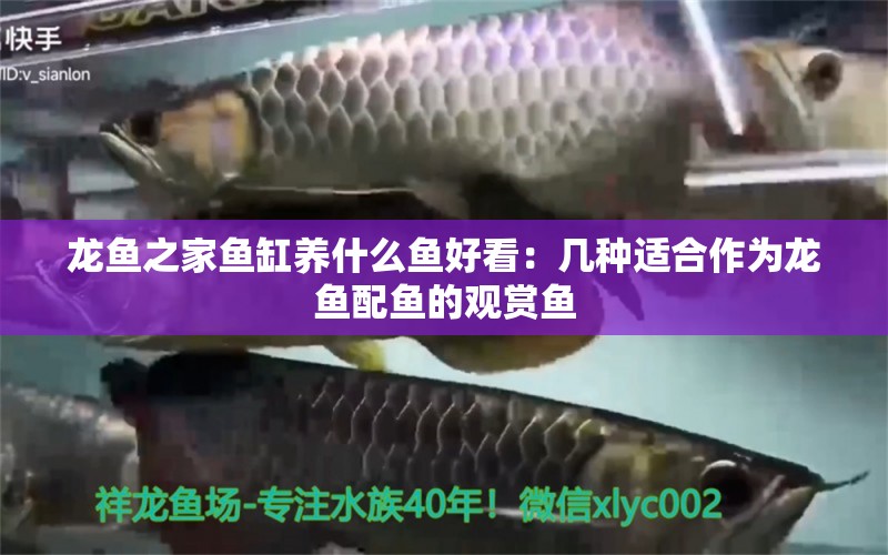 龙鱼之家鱼缸养什么鱼好看：几种适合作为龙鱼配鱼的观赏鱼