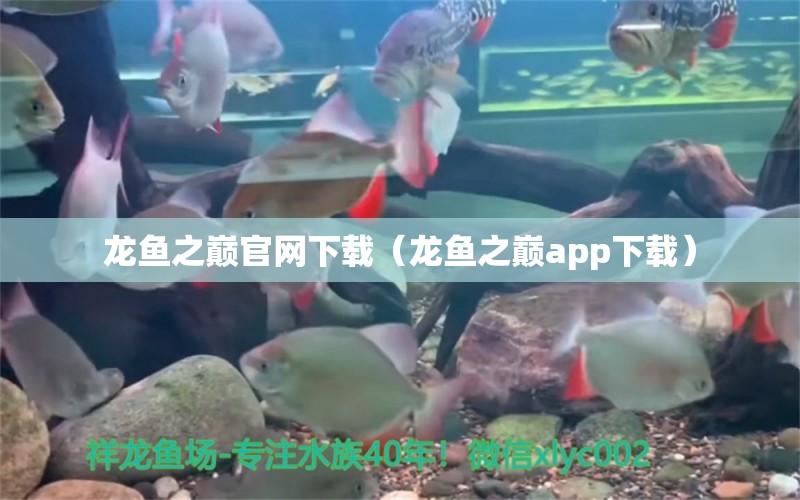 龙鱼之巅官网下载（龙鱼之巅app下载）