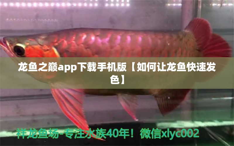 龙鱼之巅app下载手机版【如何让龙鱼快速发色】 龙鱼批发