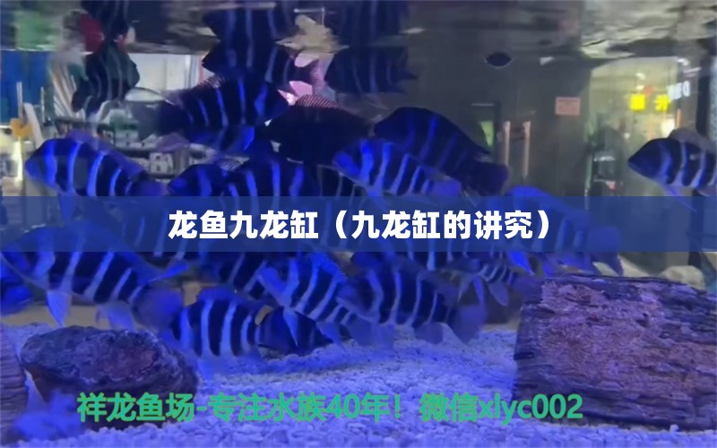 龙鱼九龙缸（九龙缸的讲究） 观赏鱼