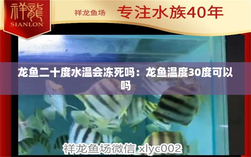 龙鱼二十度水温会冻死吗：龙鱼温度30度可以吗 广州水族批发市场