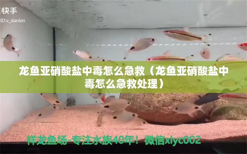 龙鱼亚硝酸盐中毒怎么急救（龙鱼亚硝酸盐中毒怎么急救处理）