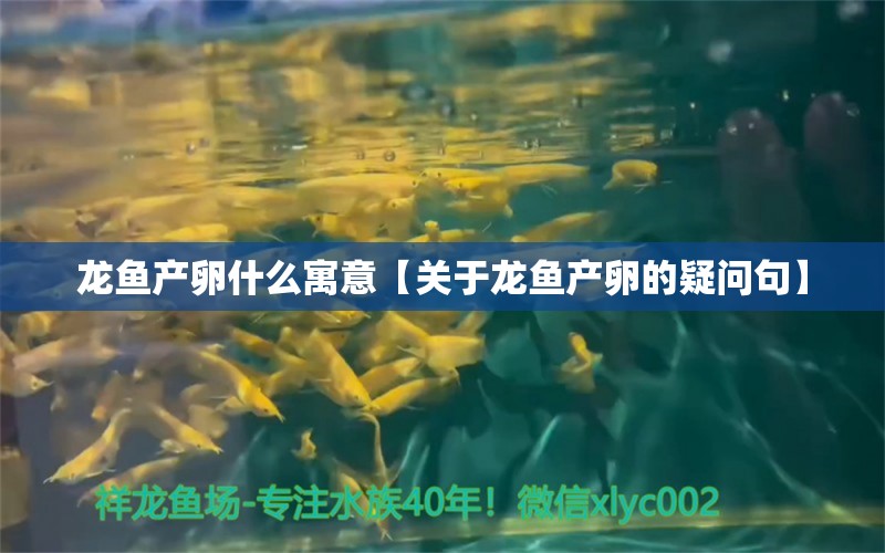 龙鱼产卵什么寓意【关于龙鱼产卵的疑问句】 水族问答 第1张