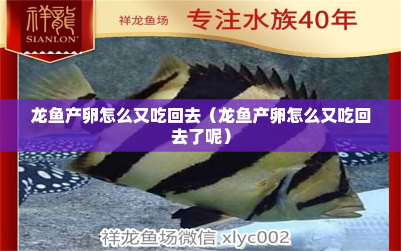 龙鱼产卵怎么又吃回去（龙鱼产卵怎么又吃回去了呢） 广州龙鱼批发市场