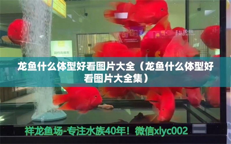 龙鱼什么体型好看图片大全（龙鱼什么体型好看图片大全集） 广州龙鱼批发市场